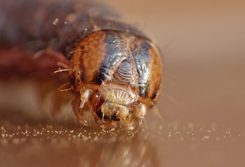 Fototapeta premium Close Up Caterpillar with Brown and Black Patterns