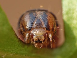 Close Up Caterpillar with Brown and Black Patterns