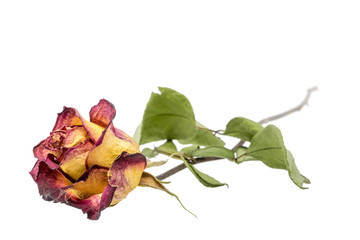 Yellow-red rose with dried leaves isolated on white