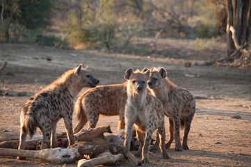 Group of hyenas eating a giraffe