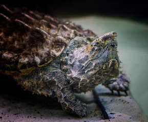 The alligator snapping turtle Macrochelys temminckii is a species of turtle in the family Chelydridae.