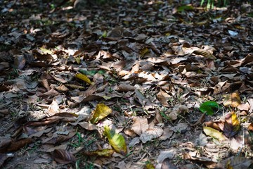 Obraz premium leaves on the ground