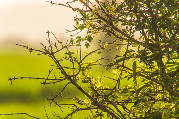 Thailand's Countryside5