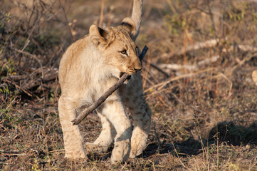 Lion cub playing with stick