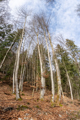 Wald im Weitwinkel 