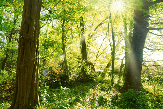 Landschaft 684