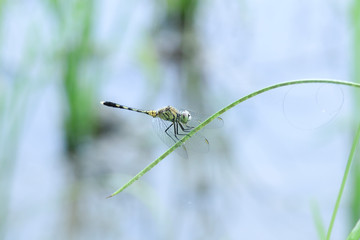 dragonflies prepare to fly