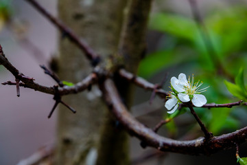 In the early spring after the winter, the plum blossoms in Taiwan are blooming, and the white plum blossoms are elegant and clean.