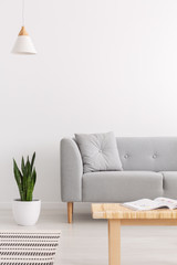 Lamp above plant next to grey couch with cushion in white loft interior with wooden table. Real photo