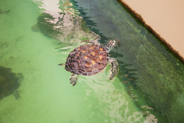Sea turtles in the pool in the National Oceanographic Museum of Vietnam
