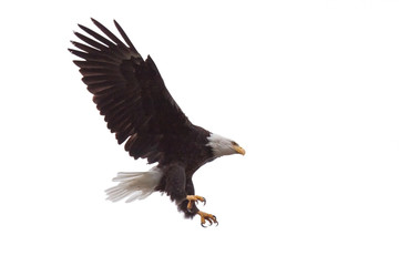 Eagle's Talons and Wings Wide Open
