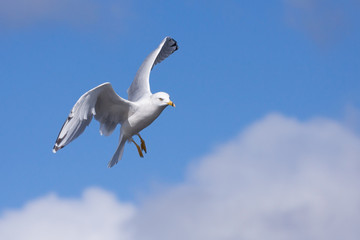 Ring-billed Gull Parachutes from Sky
