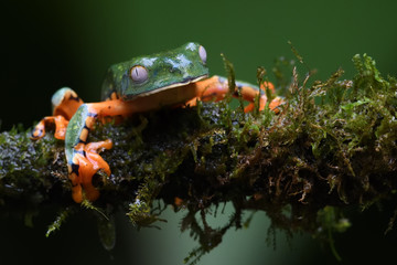 Splendid leaf frog