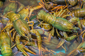 Live crawfish crawl in the water