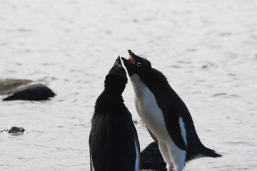 Fototapeta premium penguin in antarctica