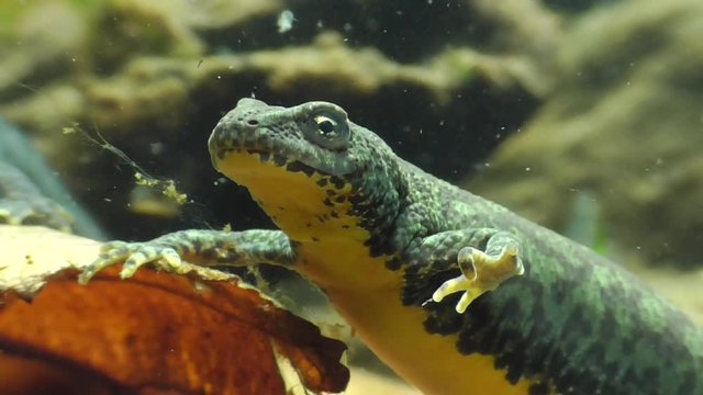 Bergmolche, Alpine newt, Ichthyosaura alpestris