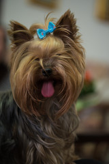 Naklejka premium portrait of yorkshire terrier