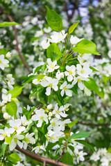 Blossoming apple tree