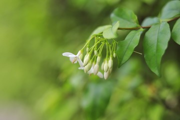 close up water jasmine flowers or wild water plum on blurred green background with copy space for...