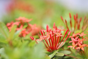 close-up red spike flower on blurred green background in the garden