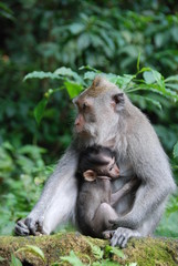 Monkey Forest. Monkeys in the jungle. Bali, Indonesia
