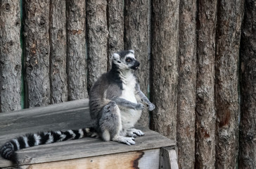Lemur sitting on a background of wood logs