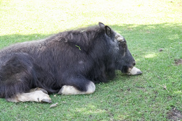 Bison on a green field