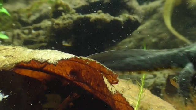 Bergmolche, Alpine newt, Ichthyosaura alpestris