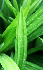 Pandan Leaf