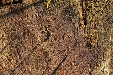 wooden texture background