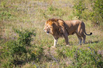 Obraz na płótnie Canvas Lion Pride in nature
