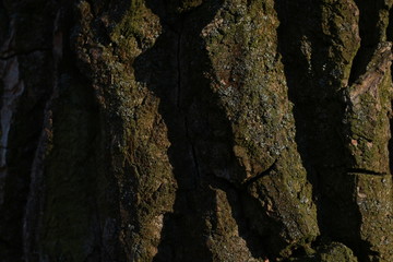 wooden texture background