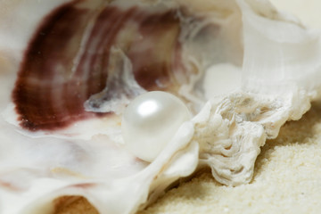 Close up image of organic pearl in a shell