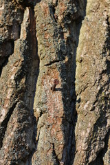 wooden texture background