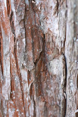 wooden texture background