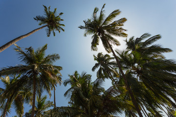 Green palm trees against the blue sky