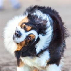 Cara de cerca de perro sacudiéndose en la playa