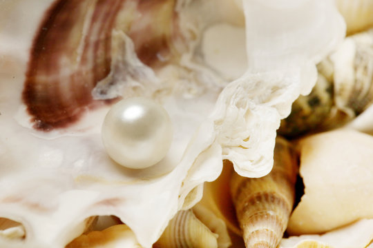 Close up image of organic pearl in a shell
