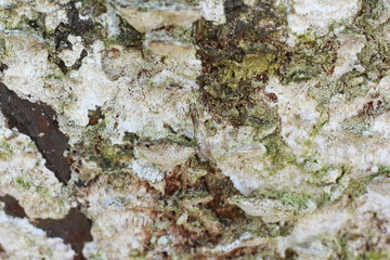 wooden texture background