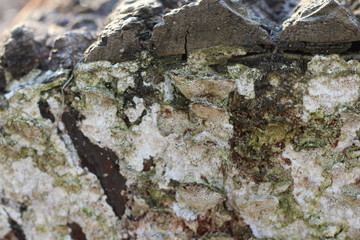 wooden texture background