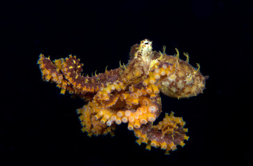 Incredible Underwater World - Mosaic Octopus - Abdopus abaculus. Diving and underwater photography. Tulamben, Bali, Indonesia.