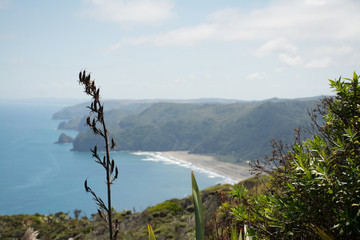 Volcanic coast at Mercer Bay at the east coast of Auckland, New Zealand