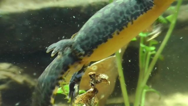 Bergmolche, Alpine newt, Ichthyosaura alpestris