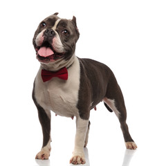 gentleman american bully is excited and looks to side