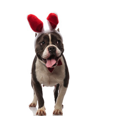 curious american bully wearing red bunny ears and bowtie pants