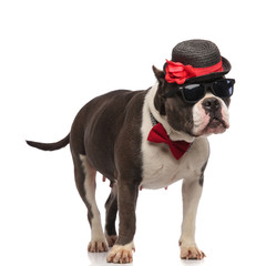 cute gentleman american bully with sunglasses looks to side