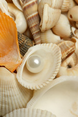  Organic pearl in a shell. Beautiful seashells arrangement on the white beach sand. Treasure from the sea concept.