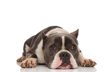 Fototapeta premium adorable grey and white american bully rests