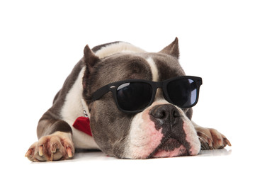 curious american bully wearing sunglasses relaxes and looks to side