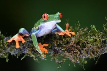 Red-Eyed Leaf Frog